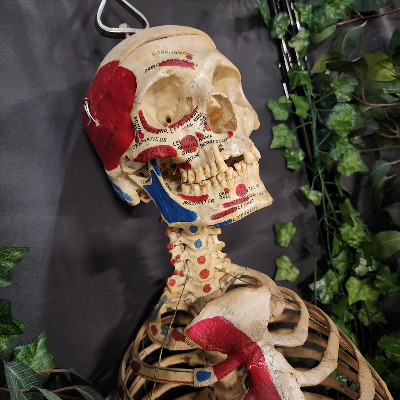 Articulated Human Skull & Torso, Anatomical Labeling