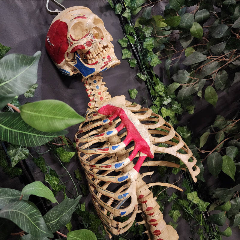 Articulated Human Skull & Torso, Anatomical Labeling