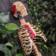Articulated Human Skull & Torso, Anatomical Labeling