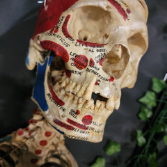 Articulated Human Skull & Torso, Anatomical Labeling