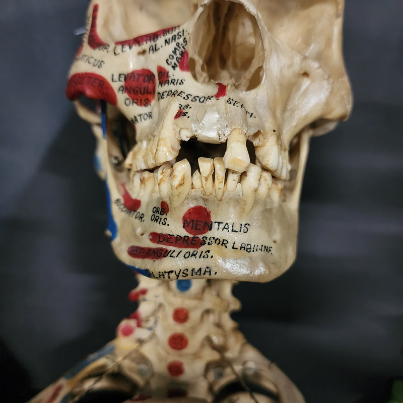 Articulated Human Skull & Torso, Anatomical Labeling