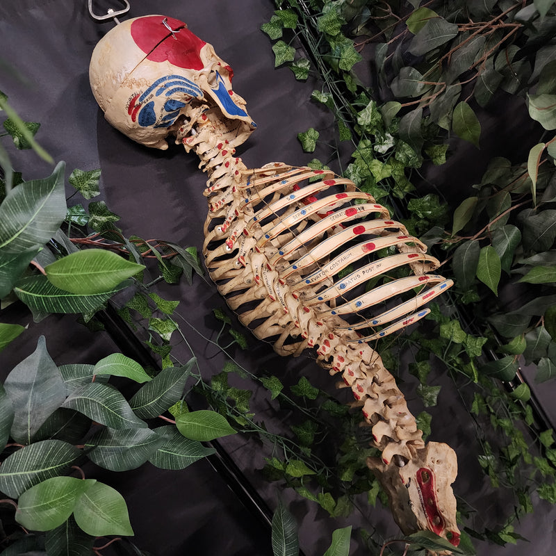 Articulated Human Skull & Torso, Anatomical Labeling