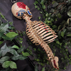 Articulated Human Skull & Torso, Anatomical Labeling