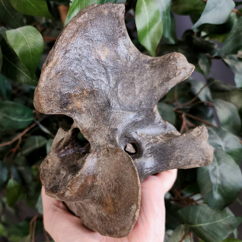 Bison Fossil Vertebrae D