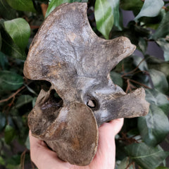 Bison Fossil Vertebrae D