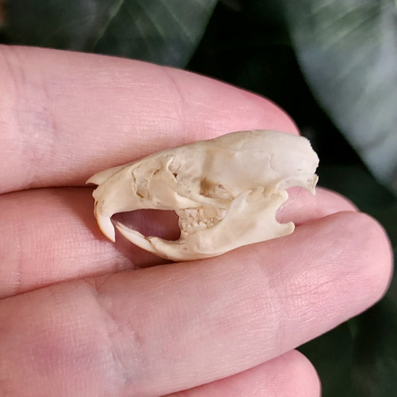 Domestic Rat Skull A (B Grade)