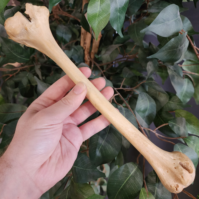 Human Humerus Bone B
