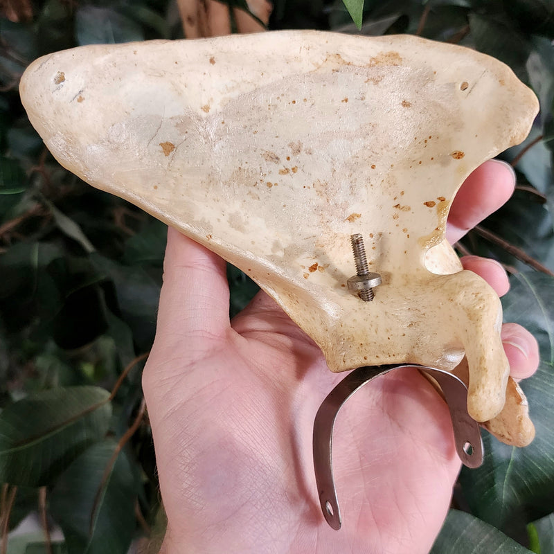 Human Scapula (Shoulderblade), C