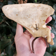 Human Scapula (Shoulderblade), C