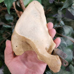 Human Scapula (Shoulderblade), C