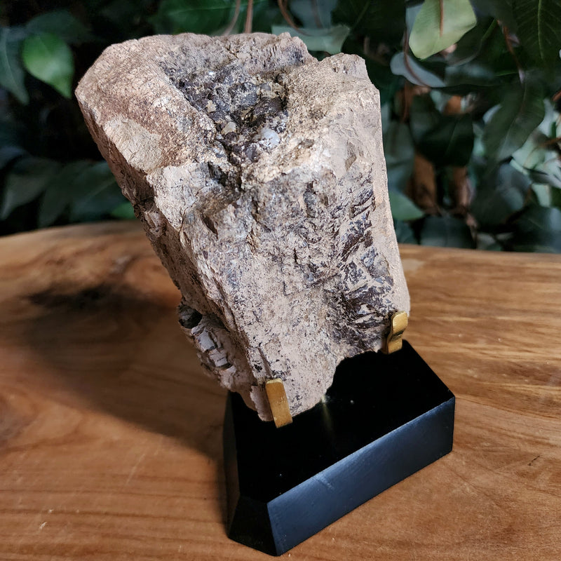 Dinosaur Bone, Opal