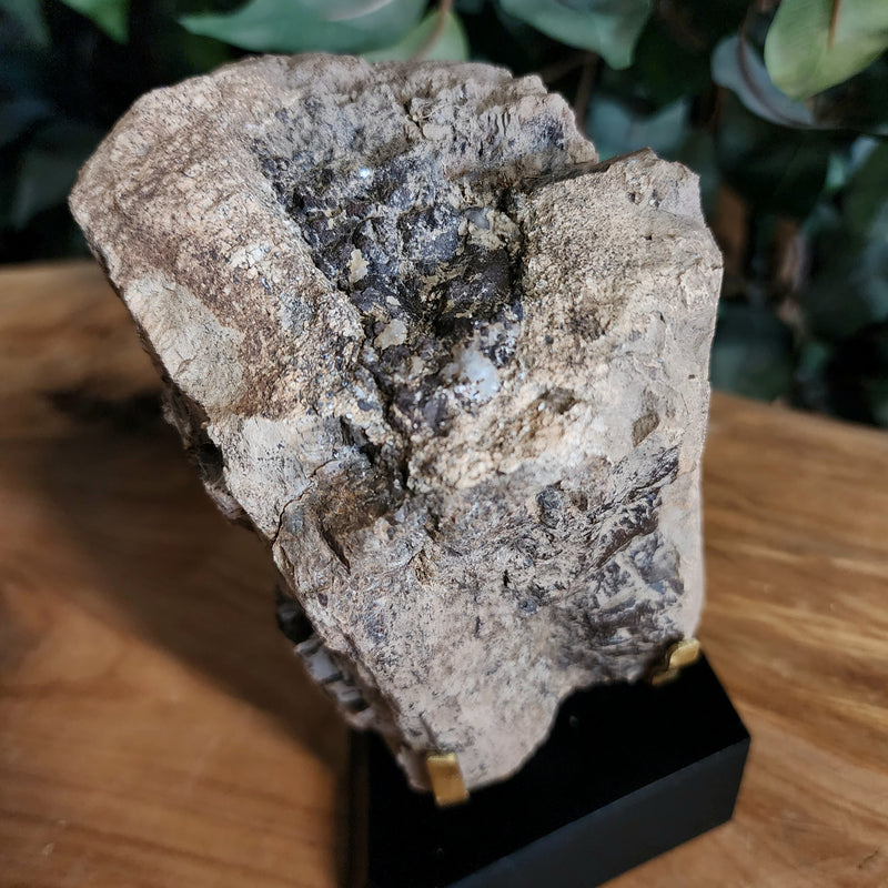 Dinosaur Bone, Opal