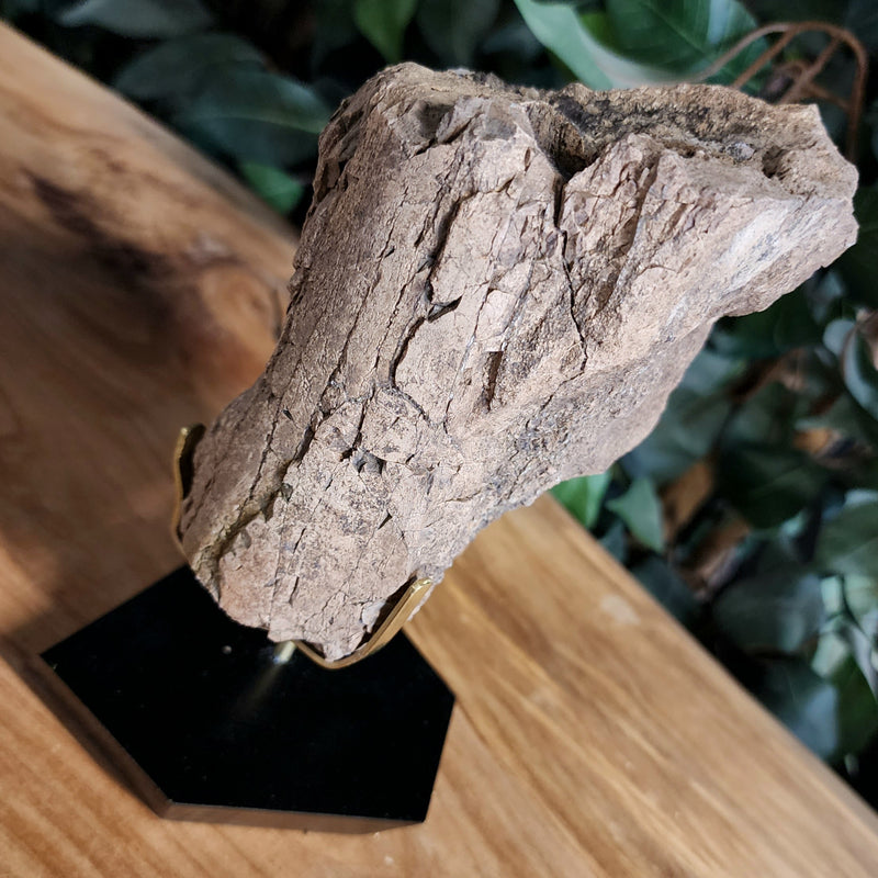 Dinosaur Bone, Opal
