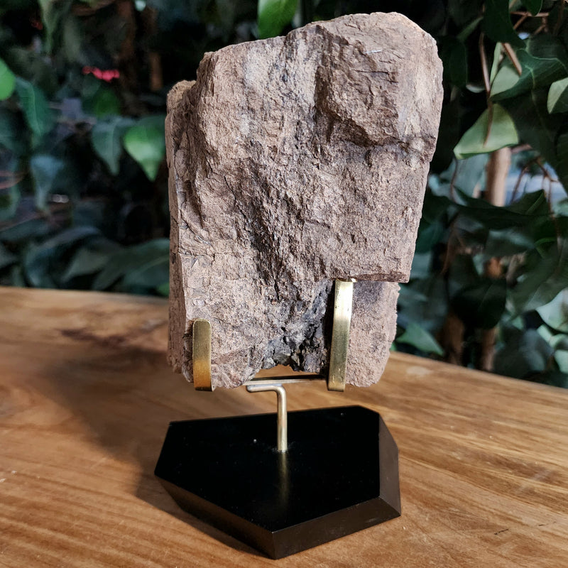 Dinosaur Bone, Opal