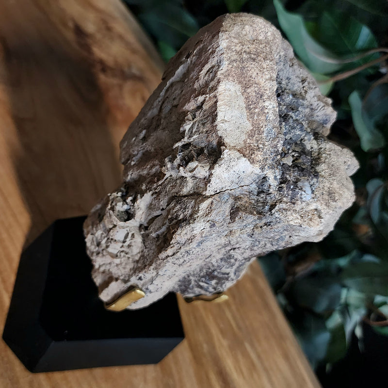 Dinosaur Bone, Opal