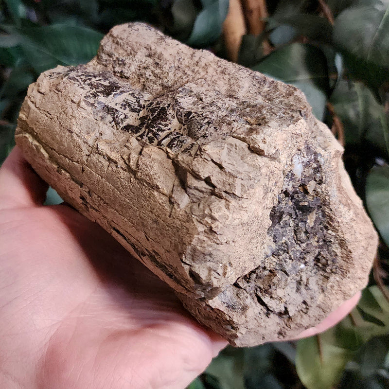 Dinosaur Bone, Opal