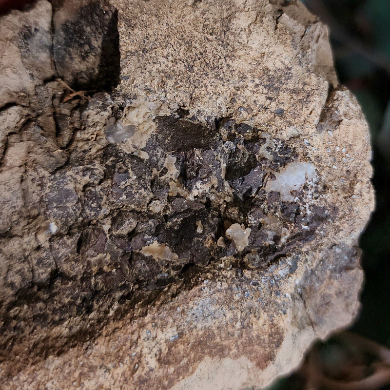 Dinosaur Bone, Opal