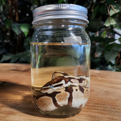 Ball Python Wet Specimen (Ex-Museum)