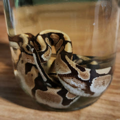 Ball Python Wet Specimen (Ex-Museum)