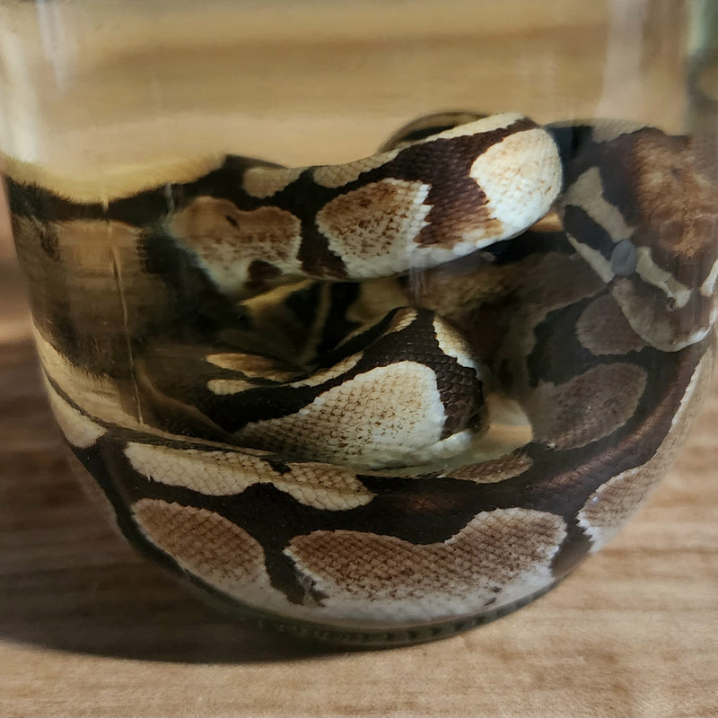 Ball Python Wet Specimen (Ex-Museum)
