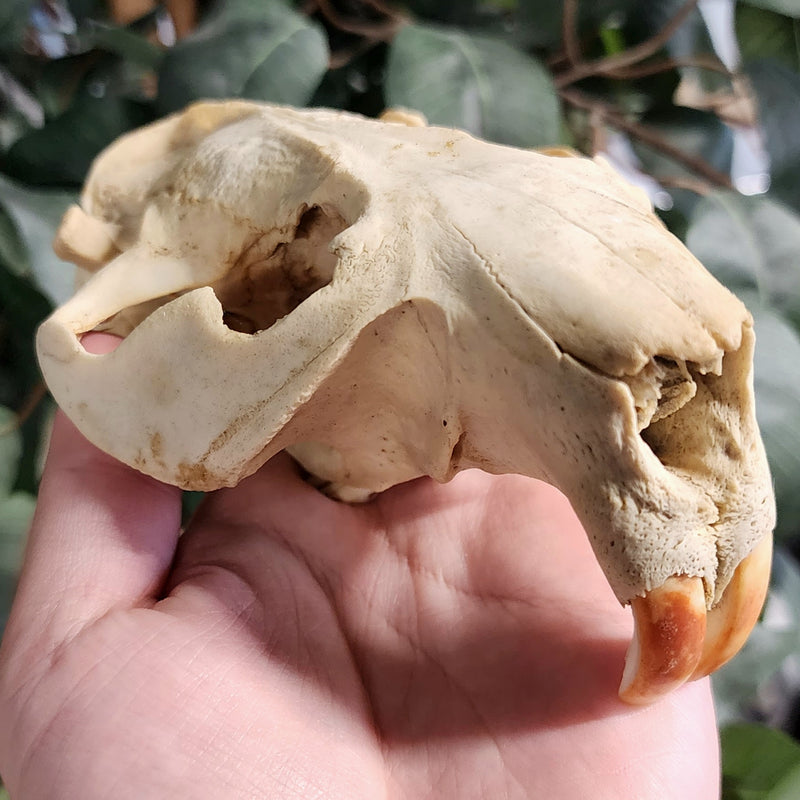 Beaver Skull A (No Jaw)