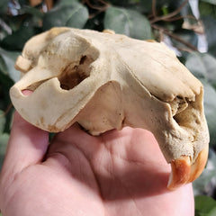 Beaver Skull A (No Jaw)