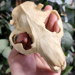 Beaver Skull A (No Jaw)