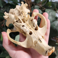 Beaver Skull A (No Jaw)