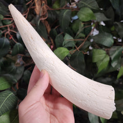 Horn Cores, Bull