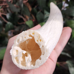 Horn Cores, Bull
