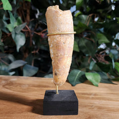 Spinosaurus Dinosaur Tooth XL, E (4