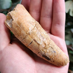 Spinosaurus Dinosaur Tooth XL, E (4