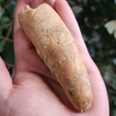 Spinosaurus Dinosaur Tooth XL, E (4