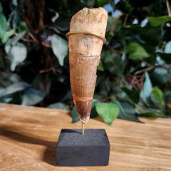Spinosaurus Dinosaur Tooth XL, C (4