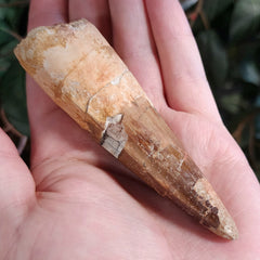 Spinosaurus Dinosaur Tooth XL, C (4