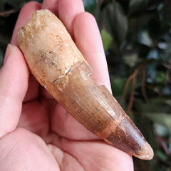 Spinosaurus Dinosaur Tooth XL, C (4