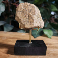 Triceratops Frill Segment B
