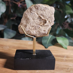 Triceratops Frill Segment B