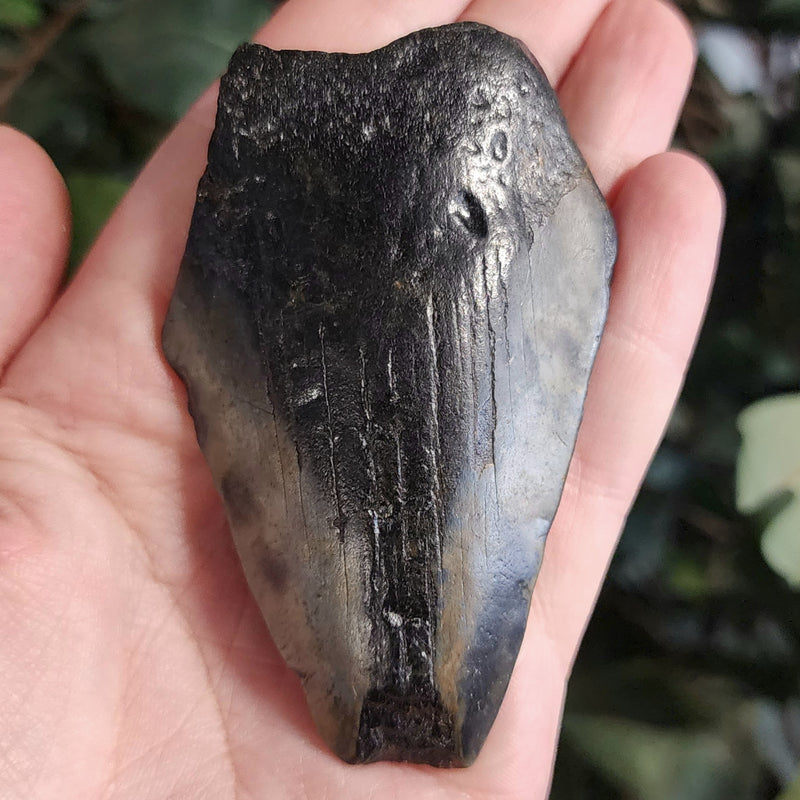 Megalodon Tooth i (3.25")