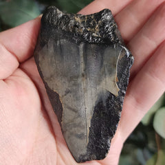 Megalodon Tooth i (3.25