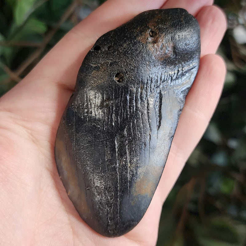 Megalodon Tooth J (3.5")