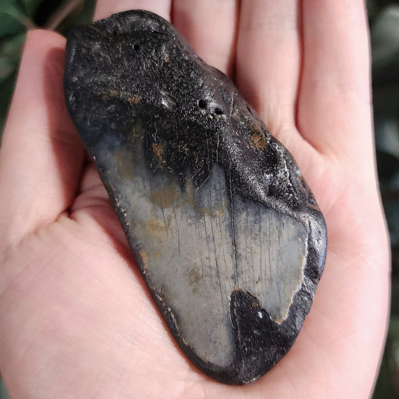 Megalodon Tooth J (3.5")