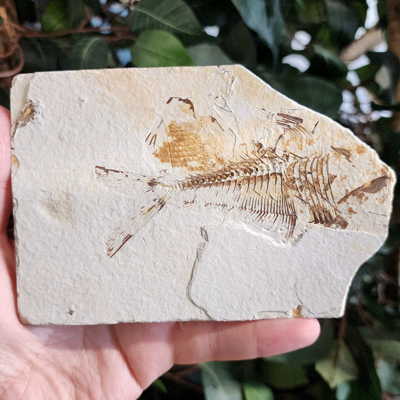 Diplomystus Fossil Fish A