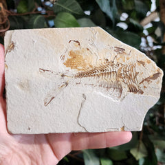 Diplomystus Fossil Fish A