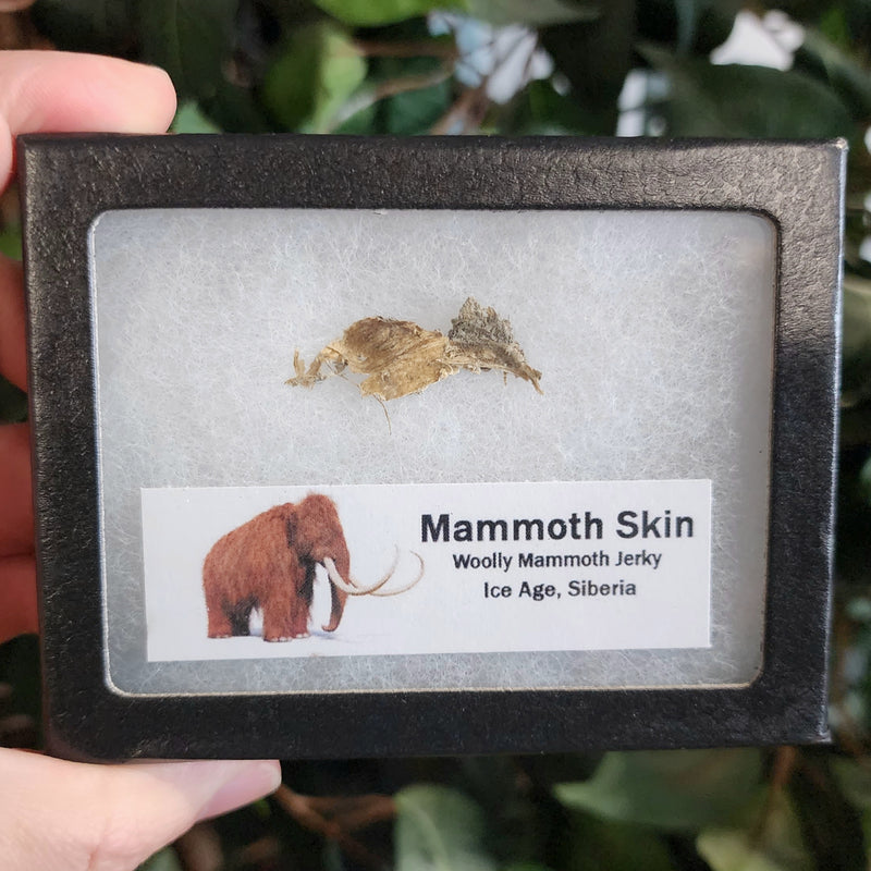 Woolly Mammoth Skin (Ex-Museum)