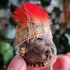 Shrunken Head (Ex-Museum)