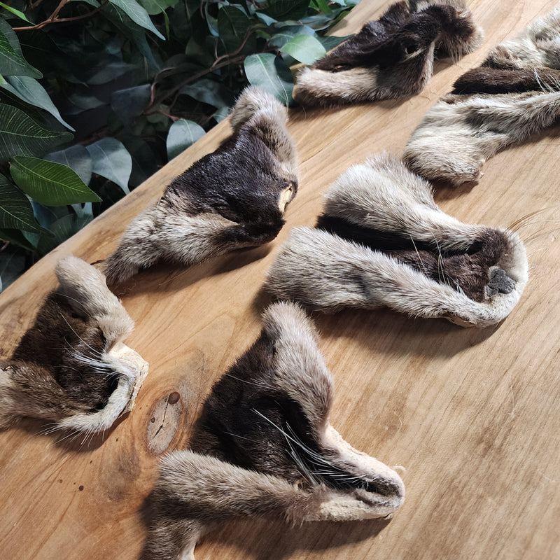 Otter Face Furs
