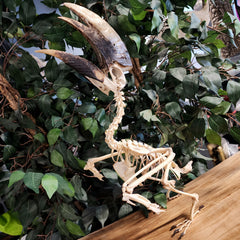 White-Thighed Hornbill Skeleton, Male B