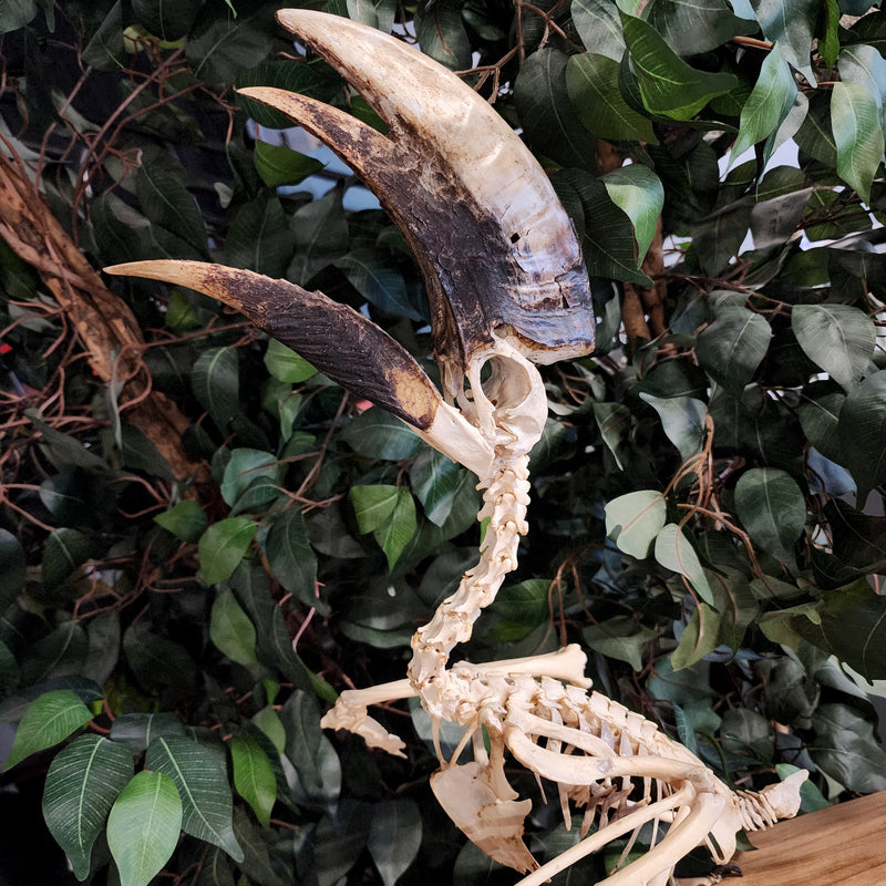 White-Thighed Hornbill Skeleton, Male B