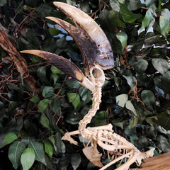 White-Thighed Hornbill Skeleton, Male B